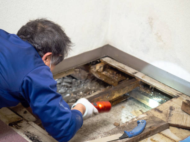 Best Mold Removal Process  in Westover, AL