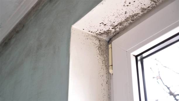 Mold Removal Process in Westover, AL