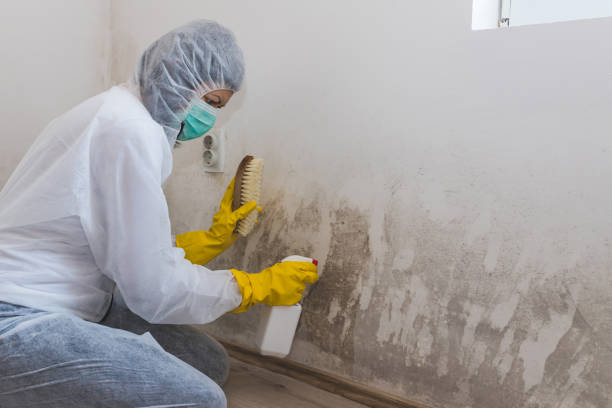 Best Mold Damage Repair  in Westover, AL