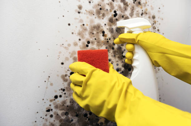 Mold Removal and Inspection in Westover, AL