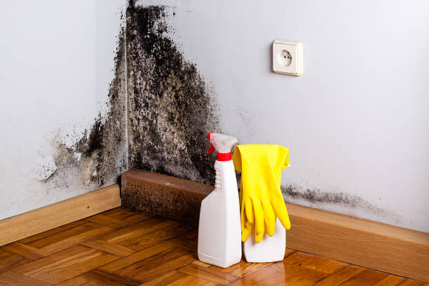 Best Certified Mold Removal  in Westover, AL