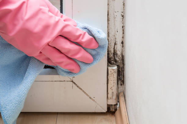 Best Commercial Mold Removal  in Westover, AL